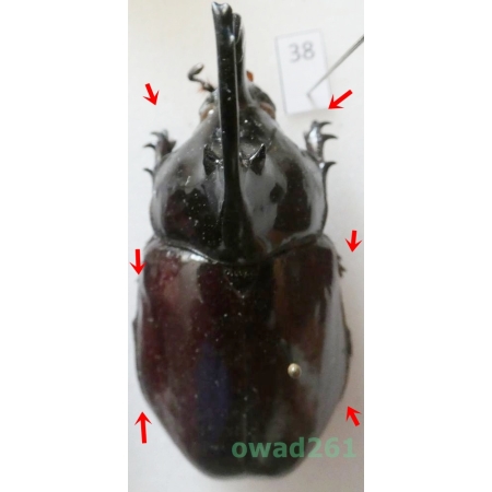 Augosoma centaurus (Fabricius, 1775) male Tanzania 55mm38